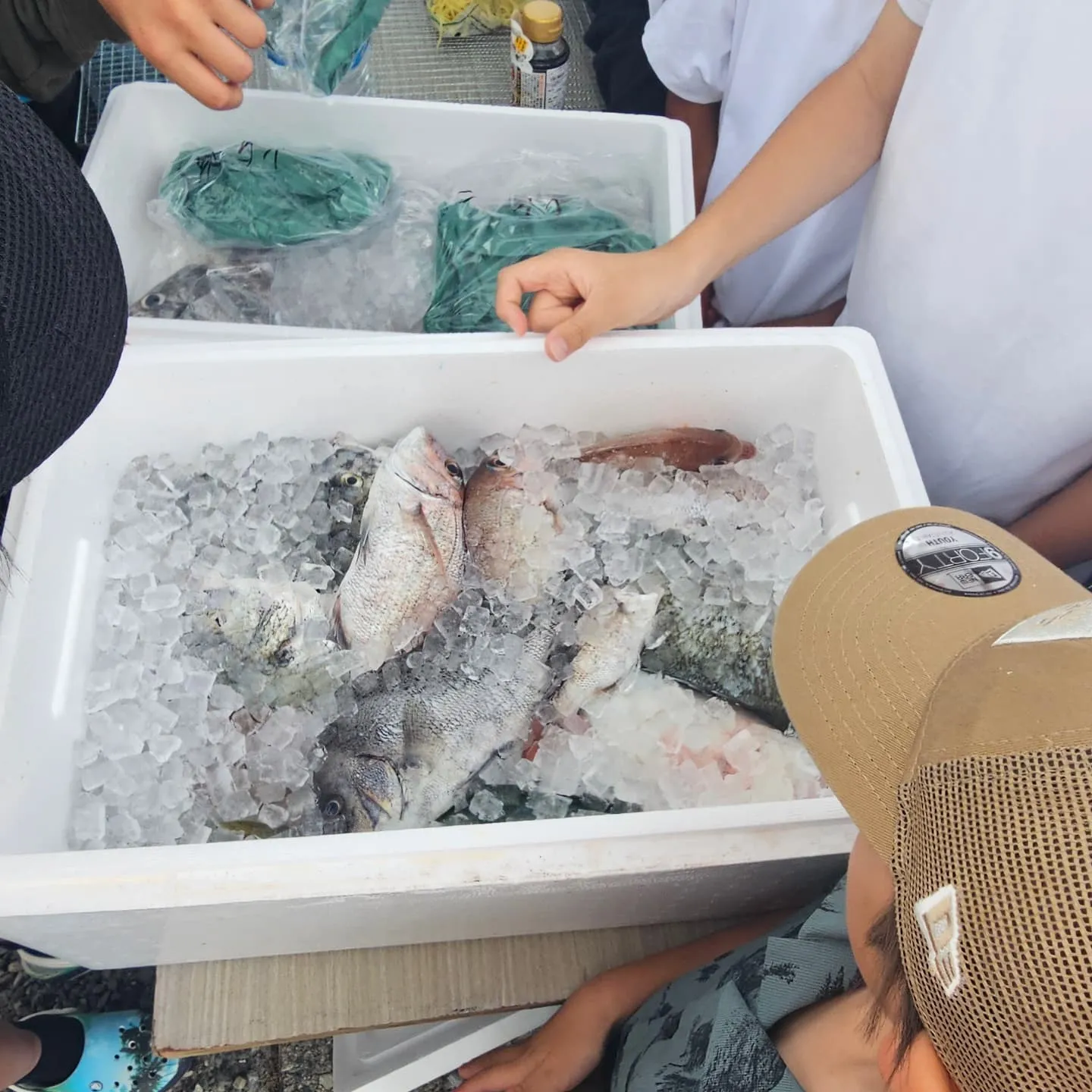 今年は、5年ぶりになる地引き網に行ってきました。